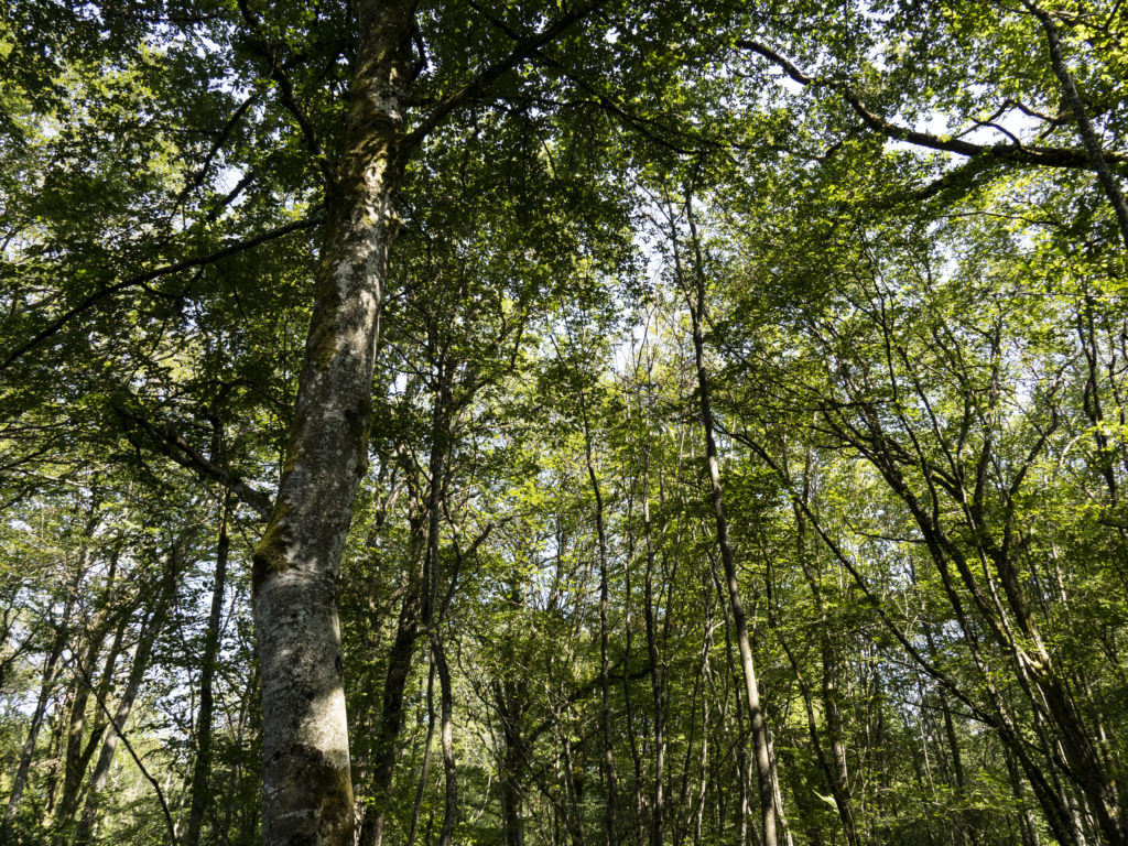 Renouvellement forestier en Sylviculture Mélangée à Couvert Continu (SMCC) ou futaie irrégulière
conditions lumineuses