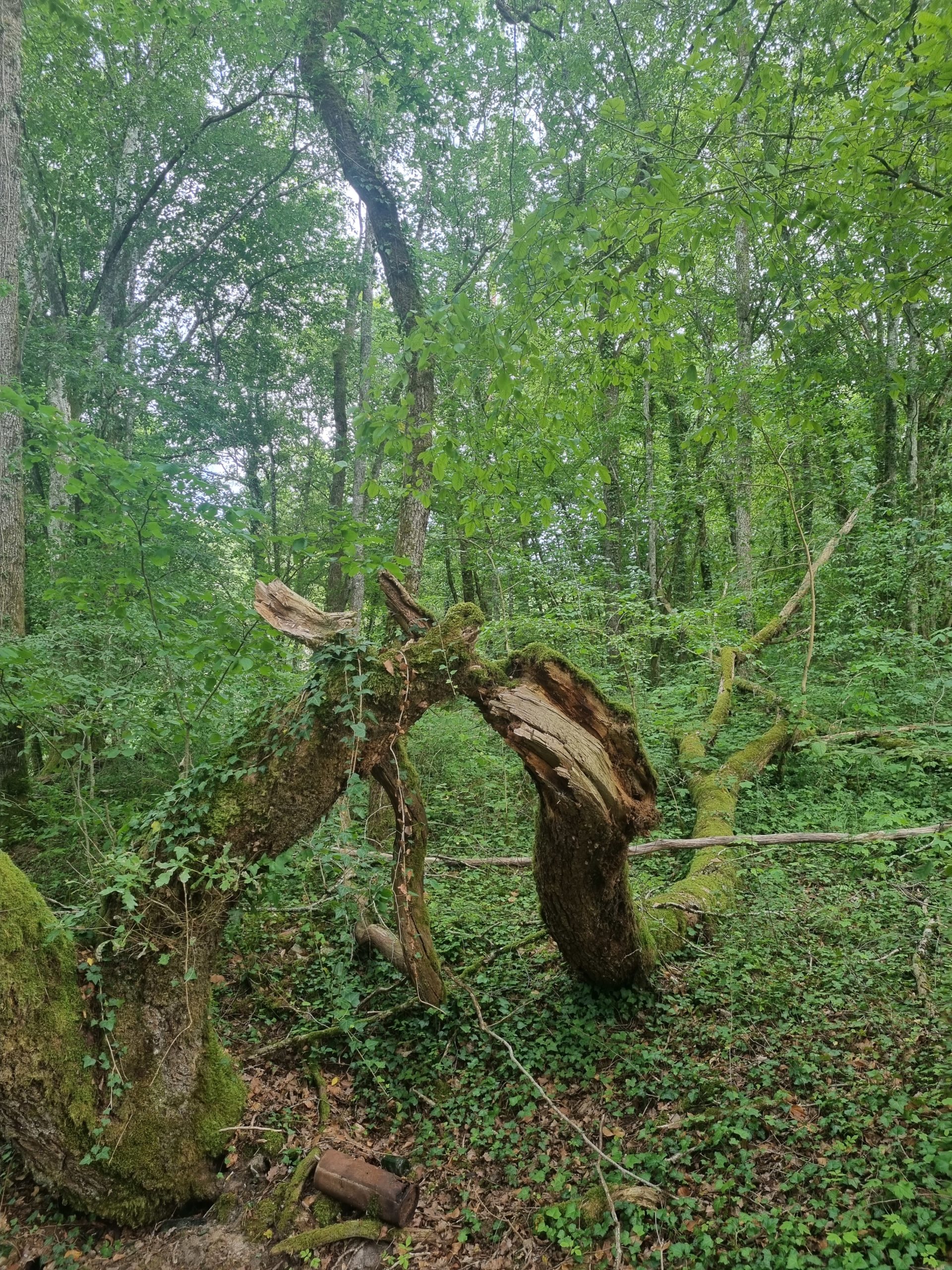 Que prélève-t-on dans une forêt ? Le rôle du bois mort