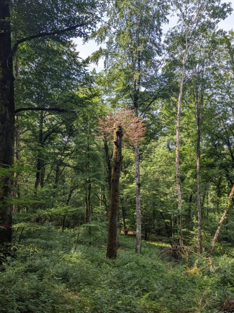 Photo d'une chandelle porteuse de champignons en forêt